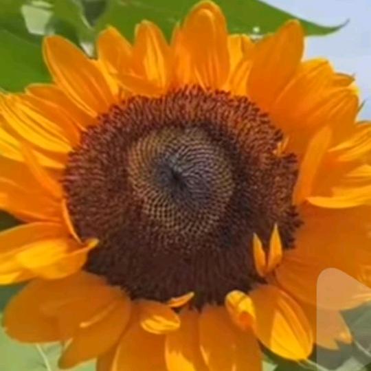 向日葵🌻