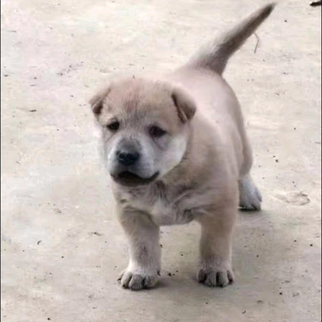 钟爱广西田园犬