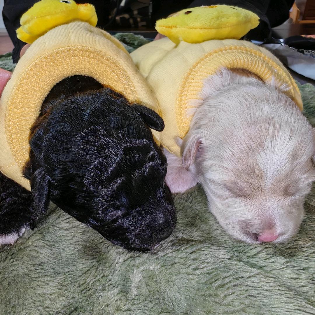 狗富贵，勿相忘