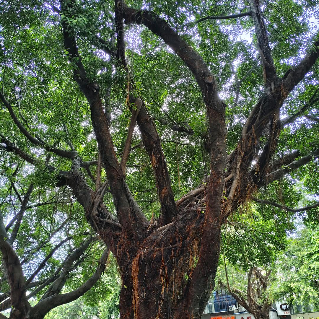 阿亮奔跑吧