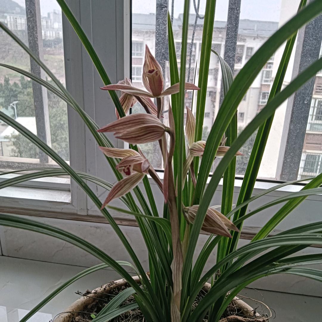 远方的梦
