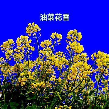 油菜花香