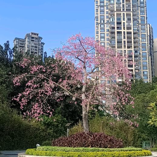 孔邱忆娃