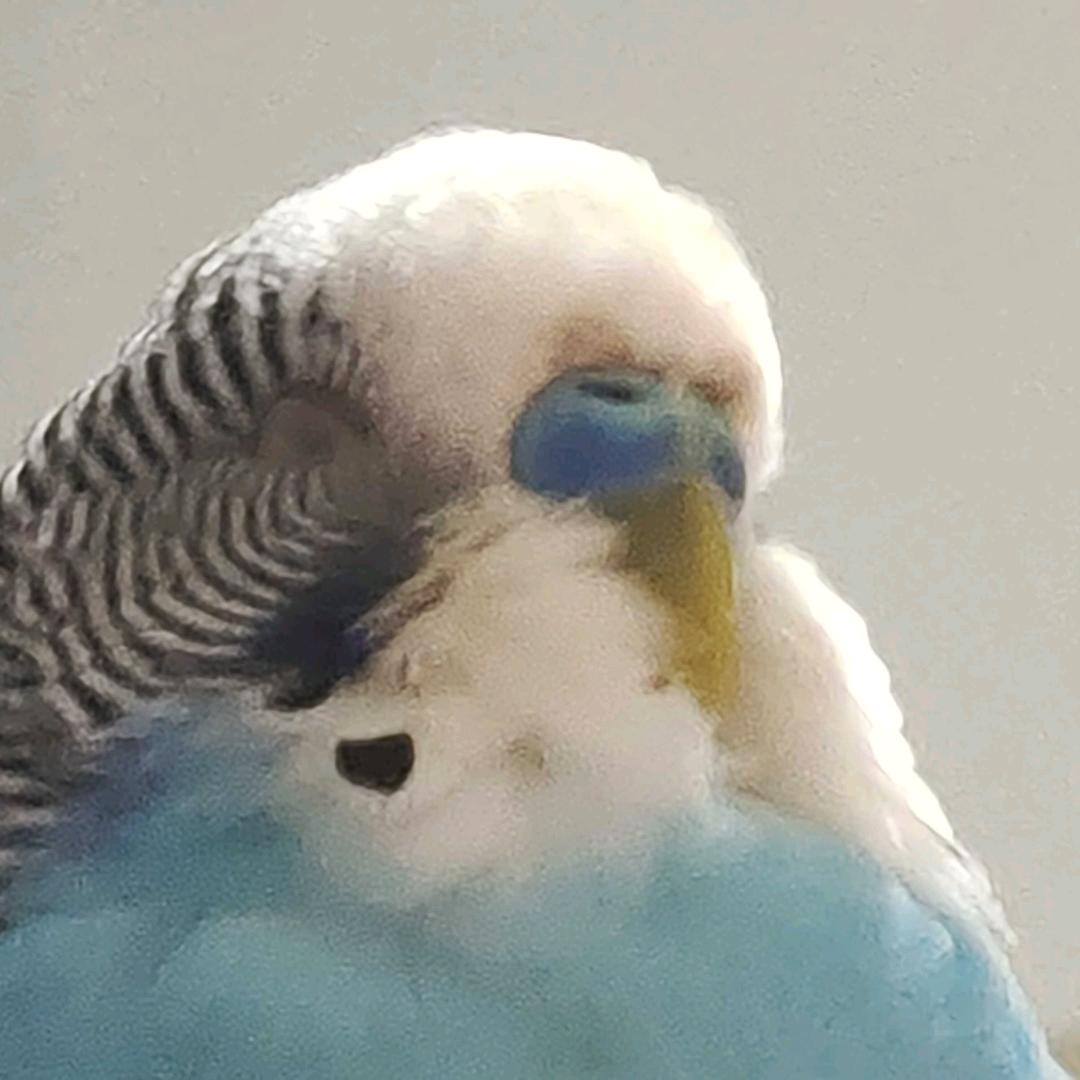 巴巴博一⊙▽⊙