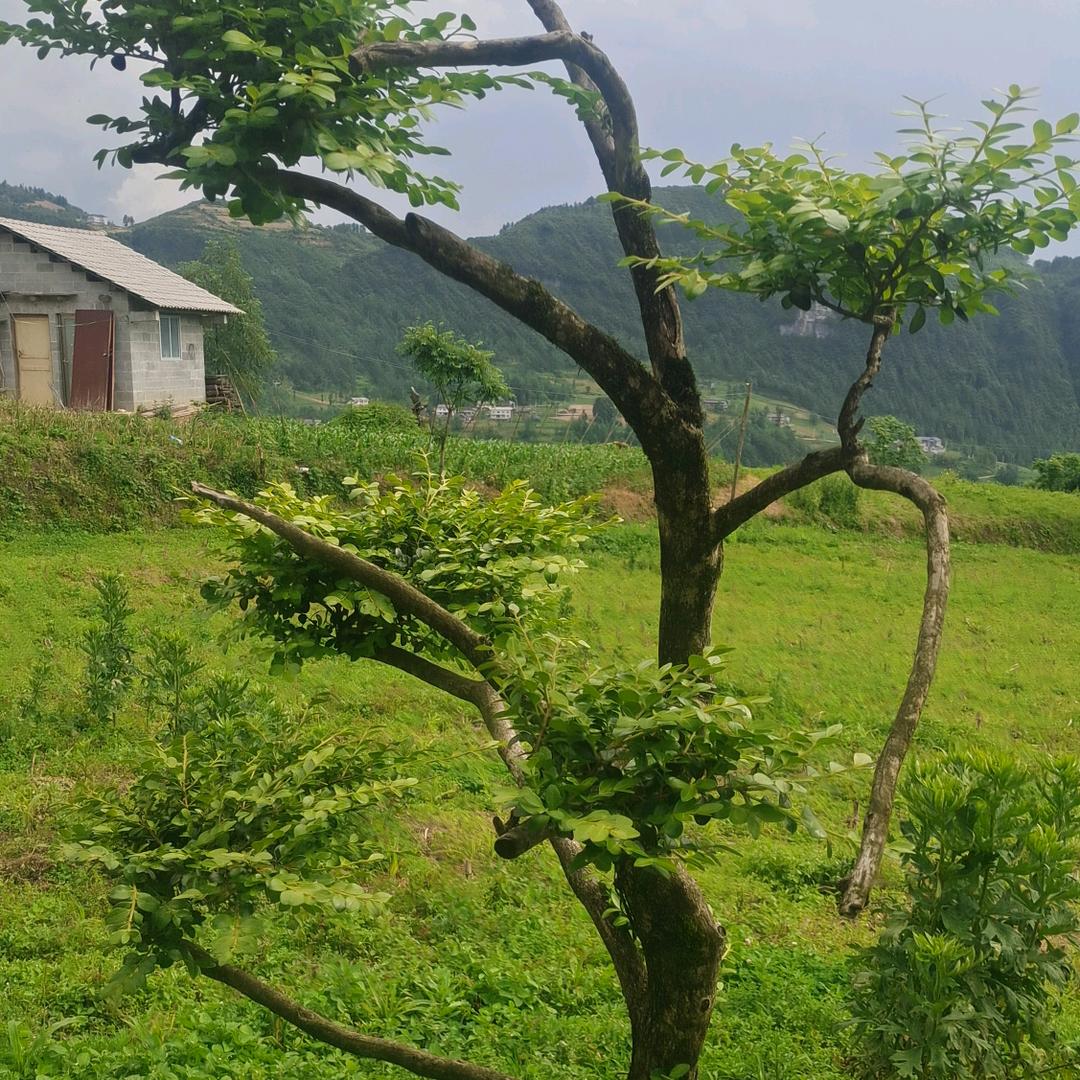 树老板