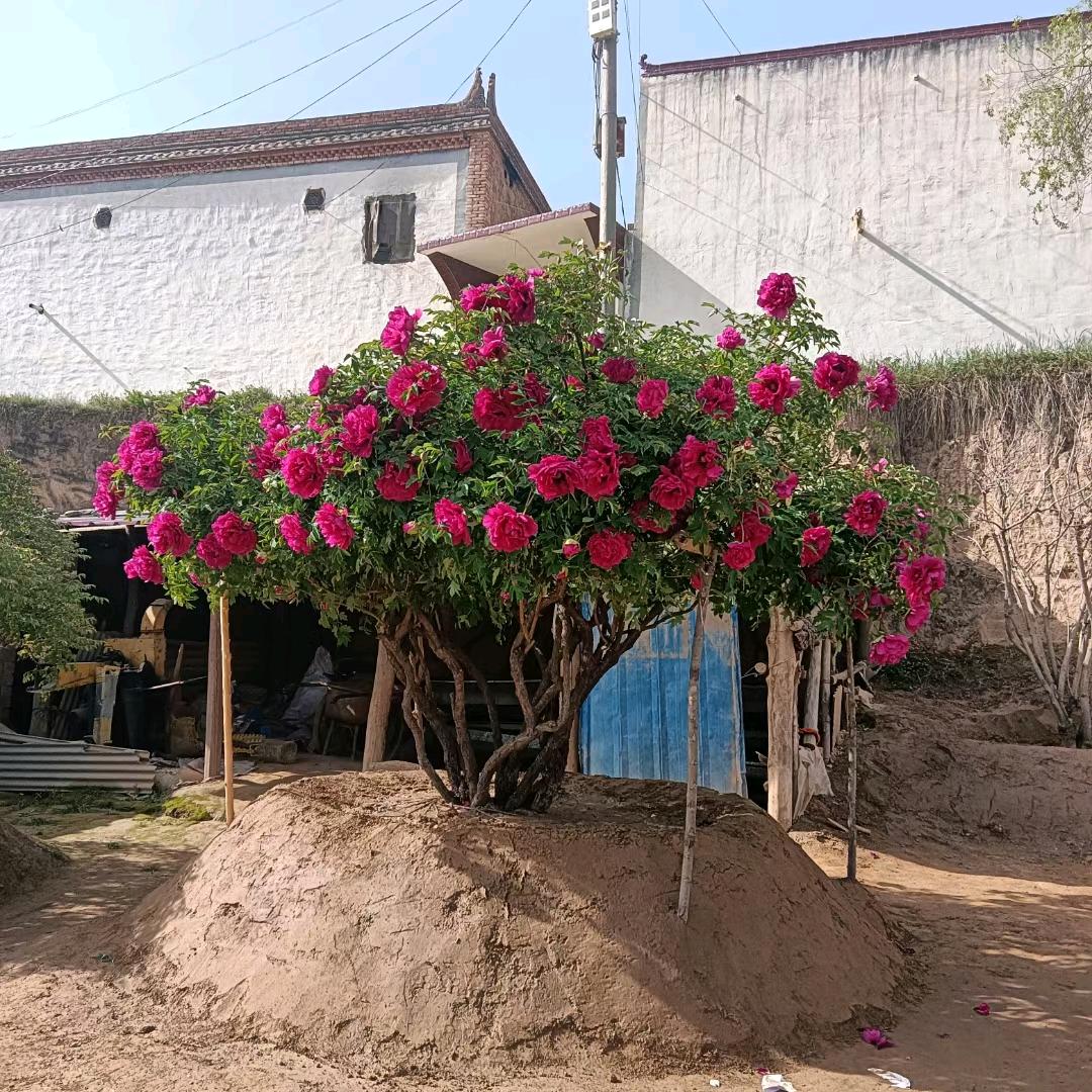 甘肃百年紫斑牡丹~马腾祥