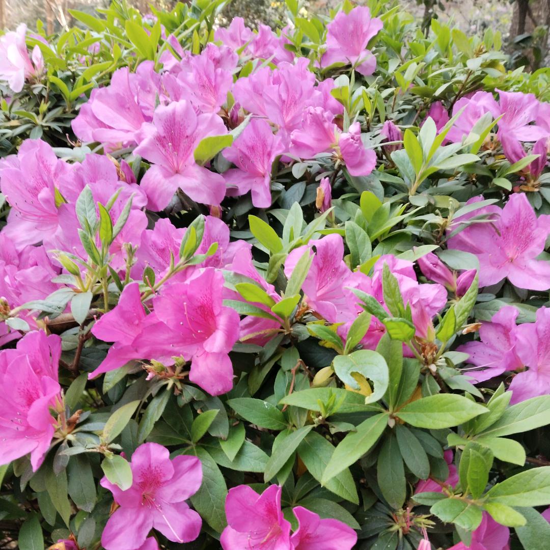 🌹🌻🌷小锁🌺💐