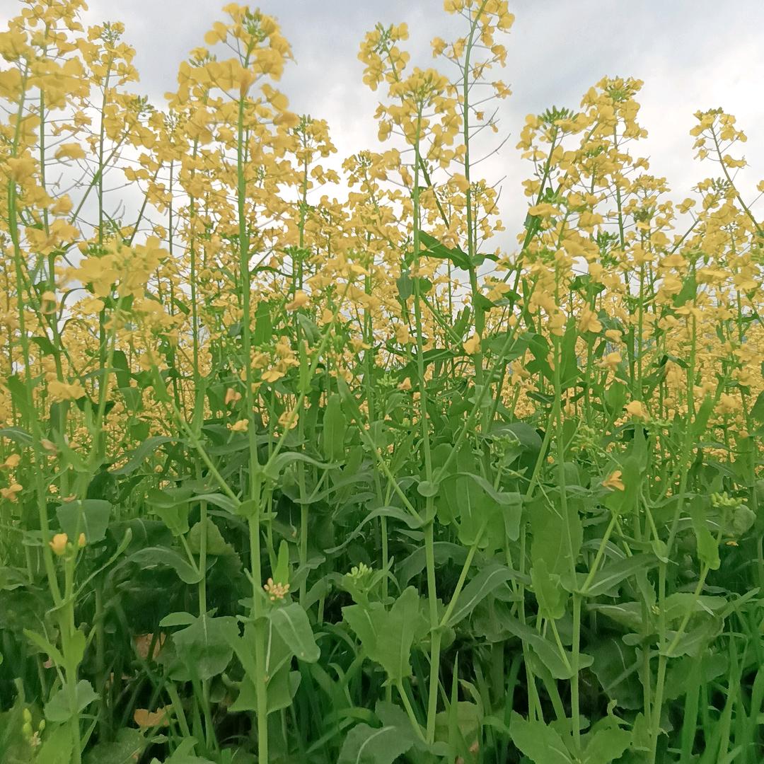 🌿何人的偏爱🌹