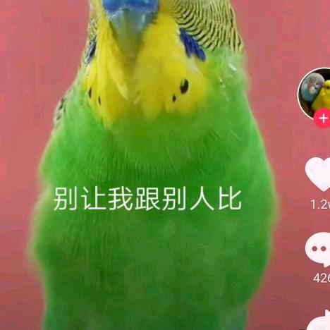 单身苦草花