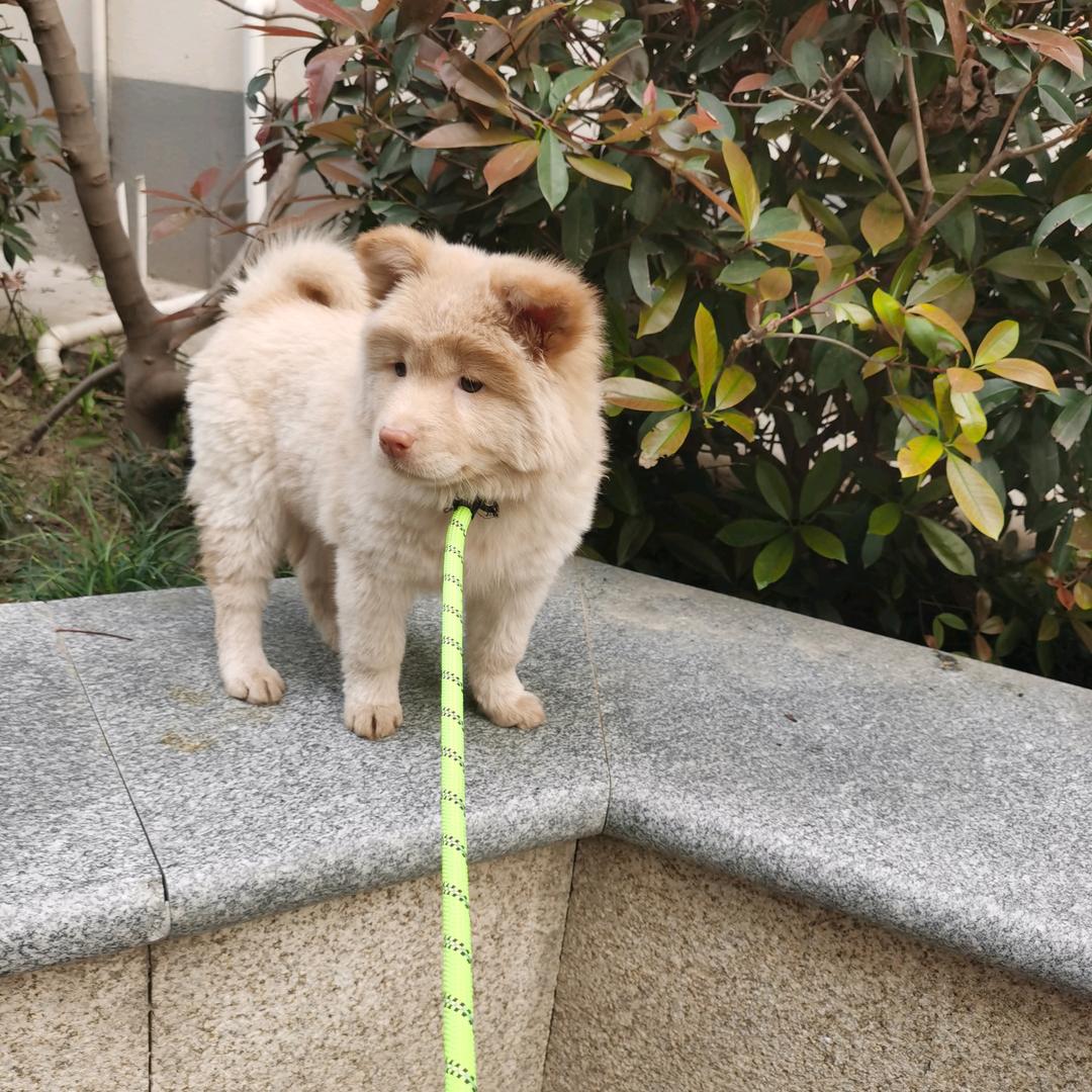 笨侯哥