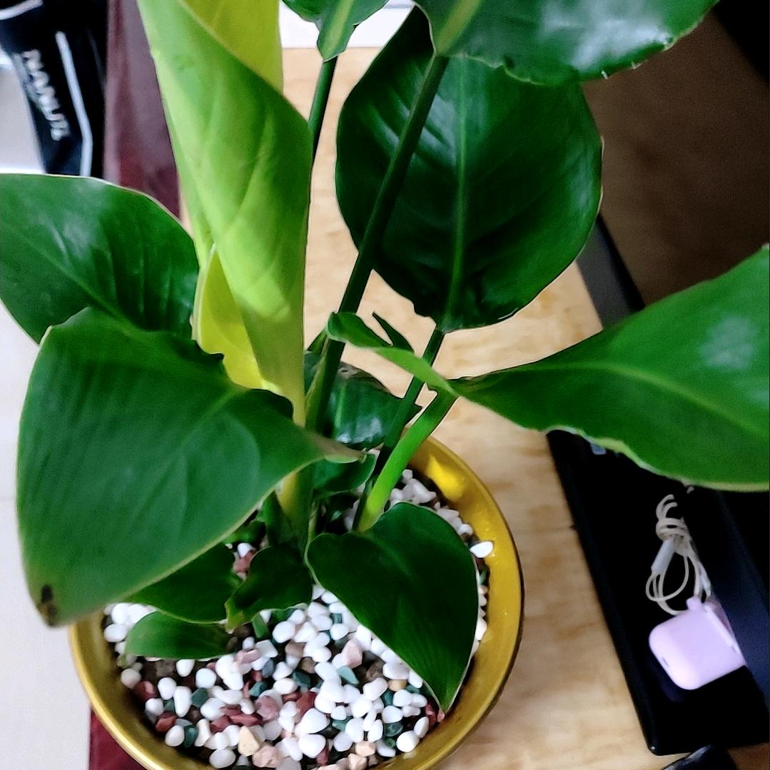 lili