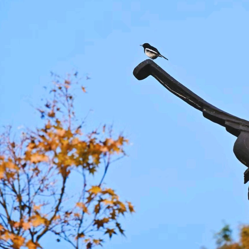 啥時候願望成真