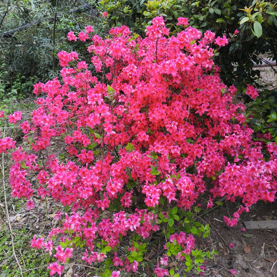 云雾缭绕桃花潭