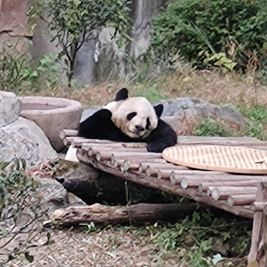 小鸟停在树上