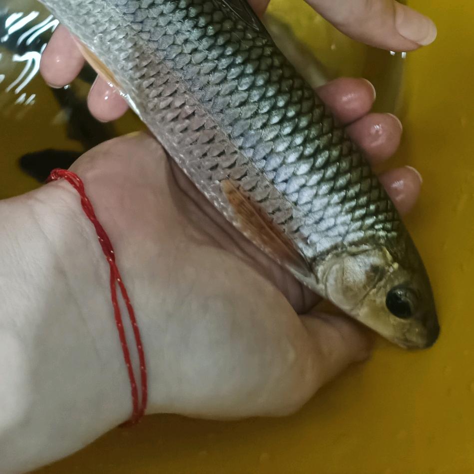 溪流钓小轩