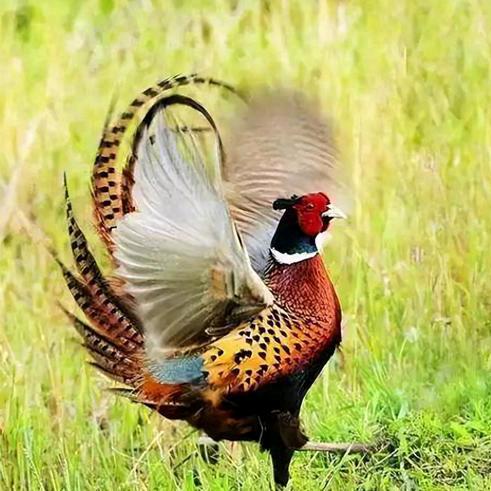 挽弓搭箭（户外）