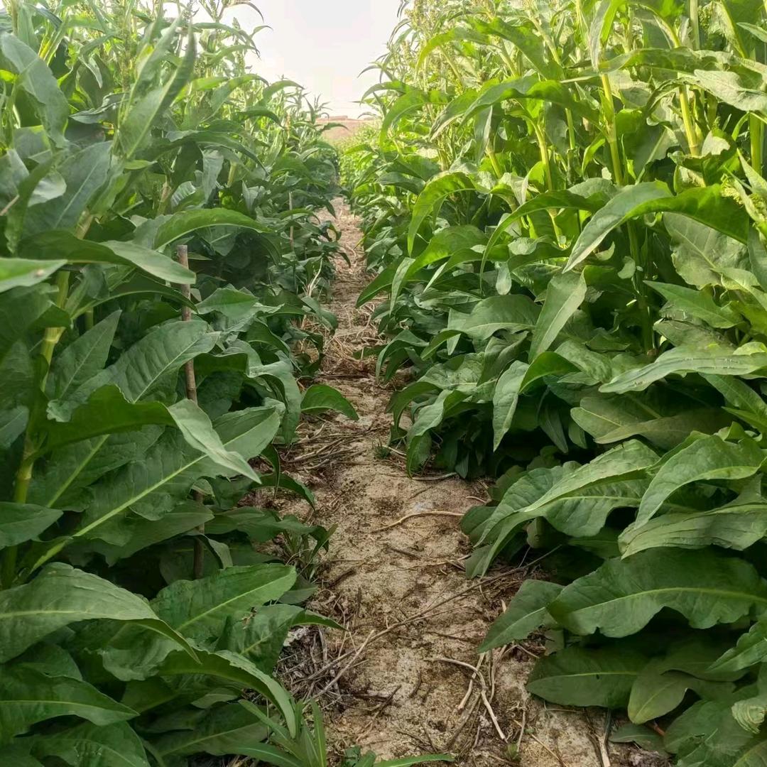 甘肃粒满仓农业（高产玉米推广）