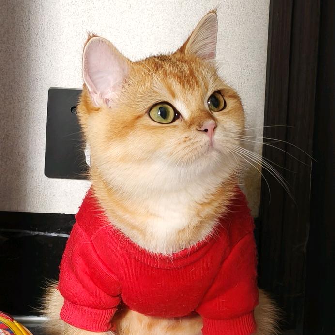 🐱金渐层七七呀.