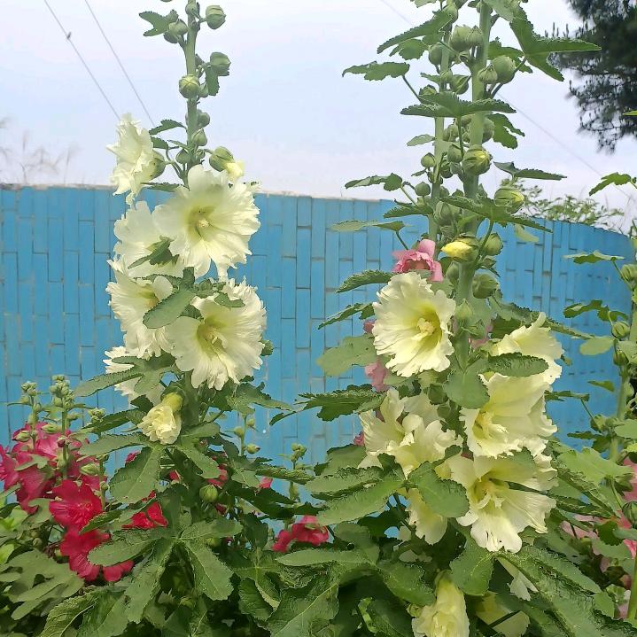 ල᭄姣🦋姐ꦿ᭄࿐