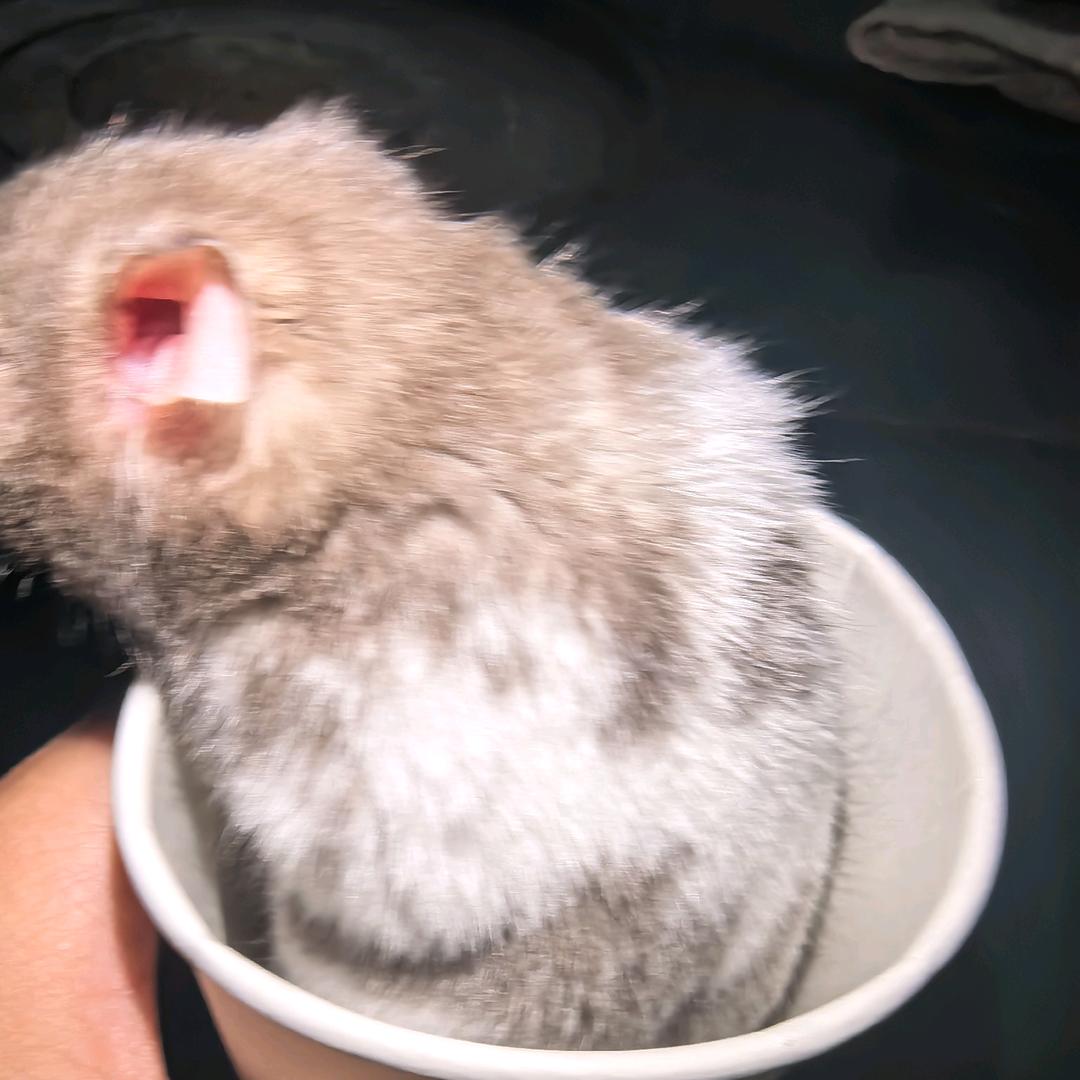 撒的可以