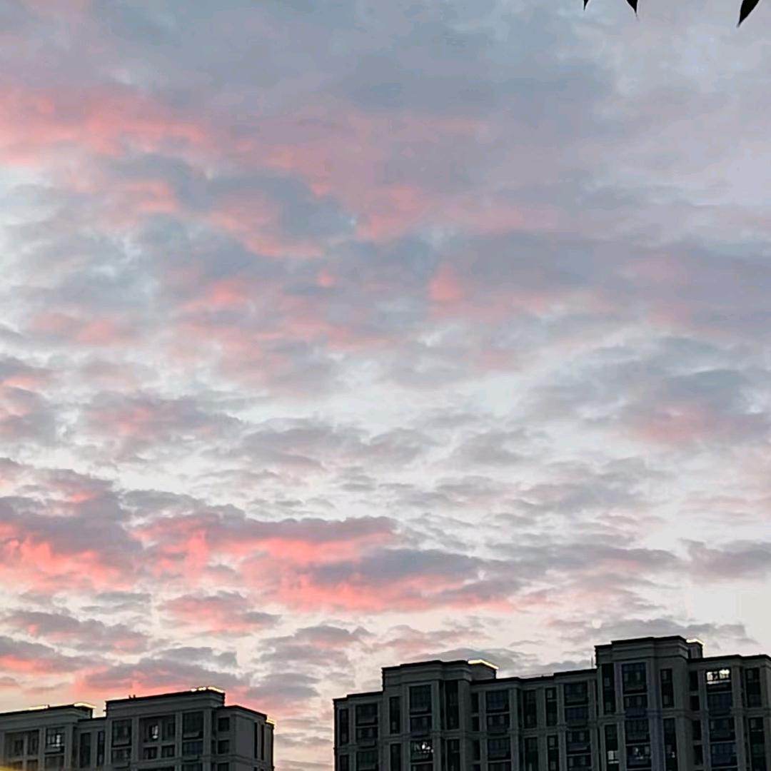 普洱奶茶