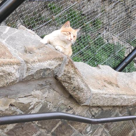 喜欢慢吞吞的姑娘