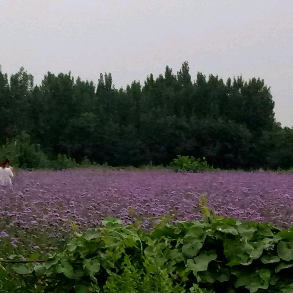 加糖的☕前孙