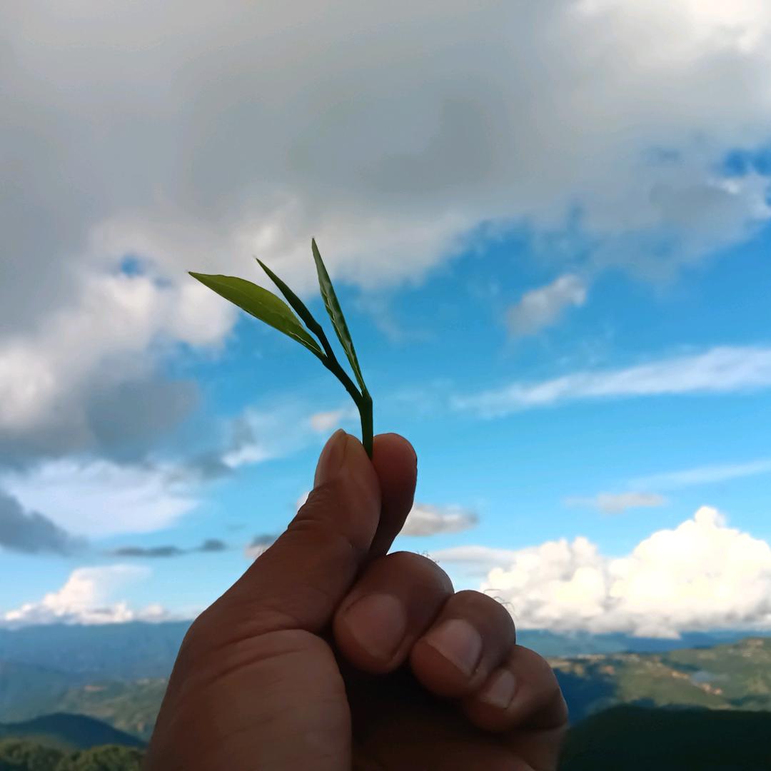 九一羊羊