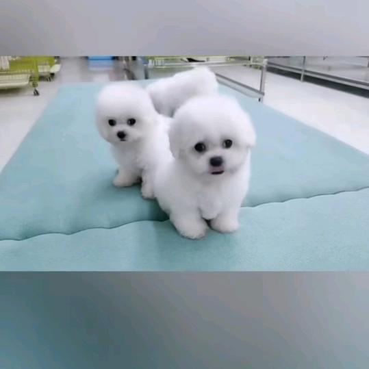 东哥家毛孩子