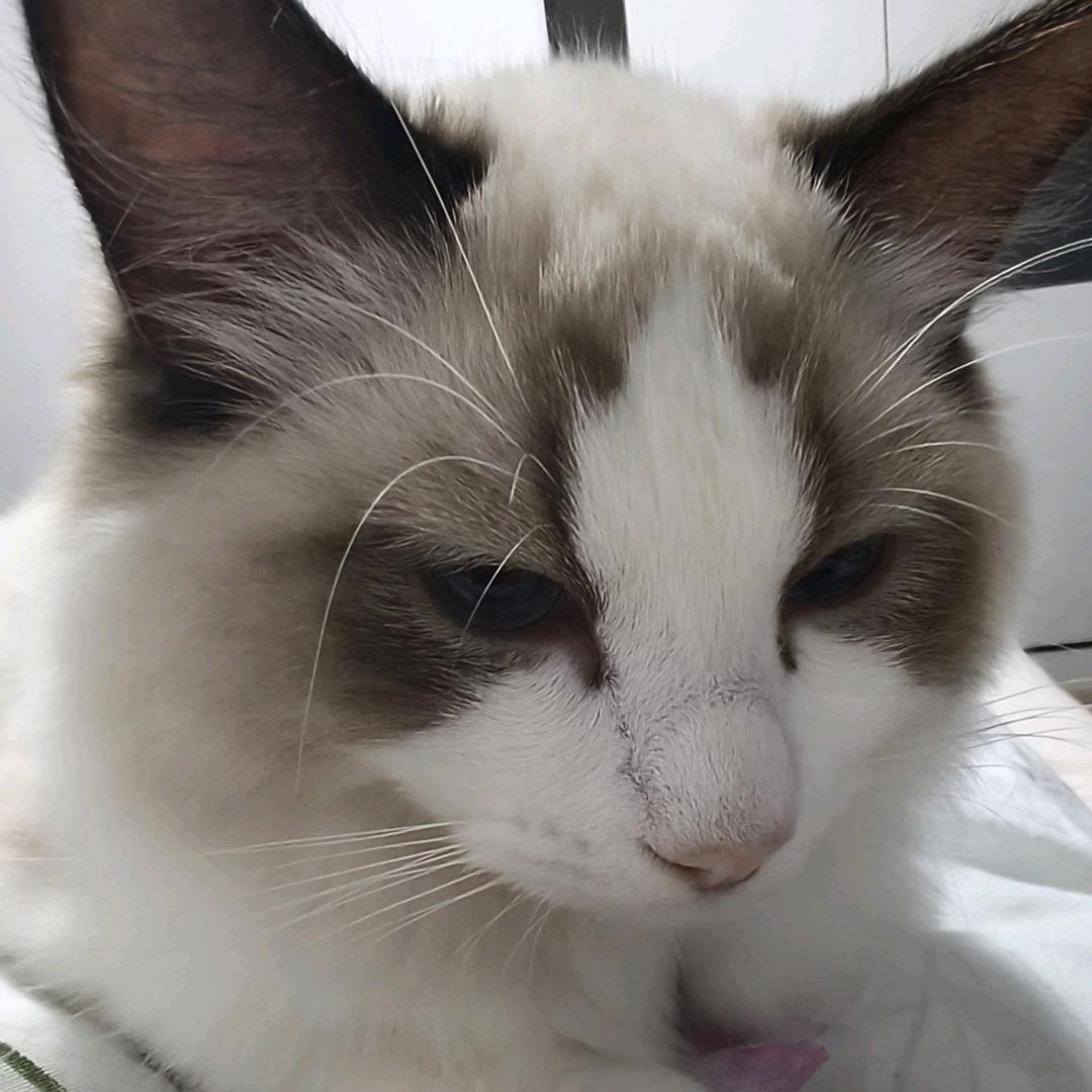 小猫鱼丸Q