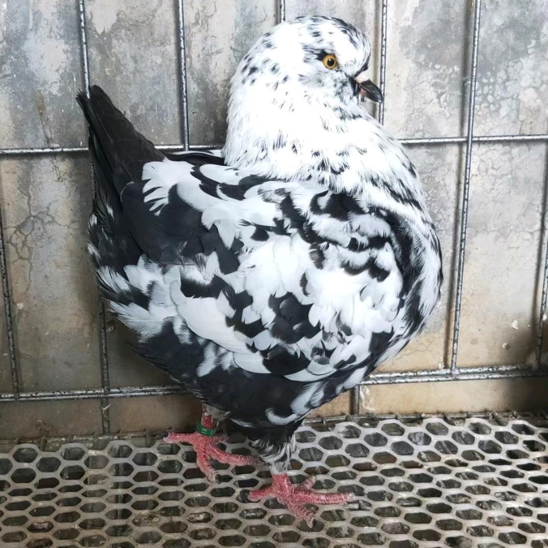 睢县元宝圆环观赏鸽