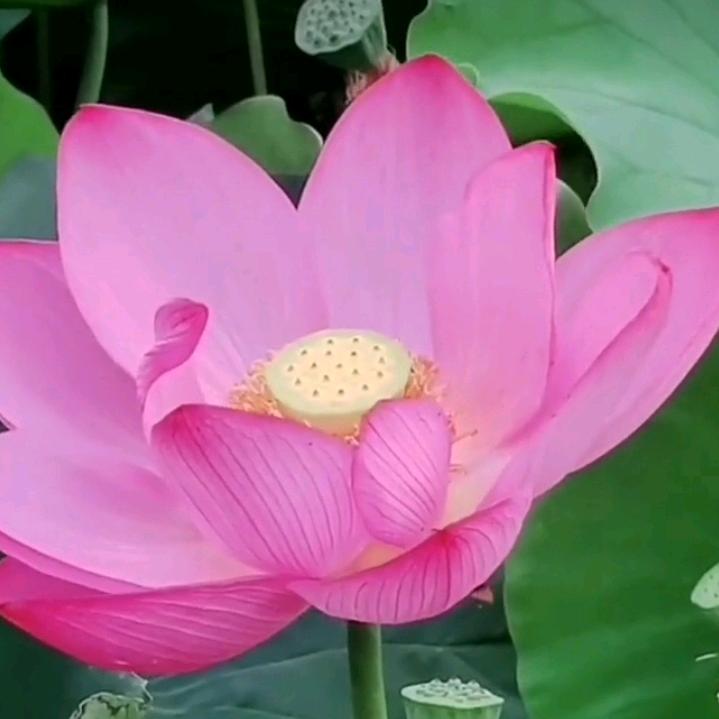 天下何氏一家亲