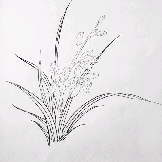 兰花