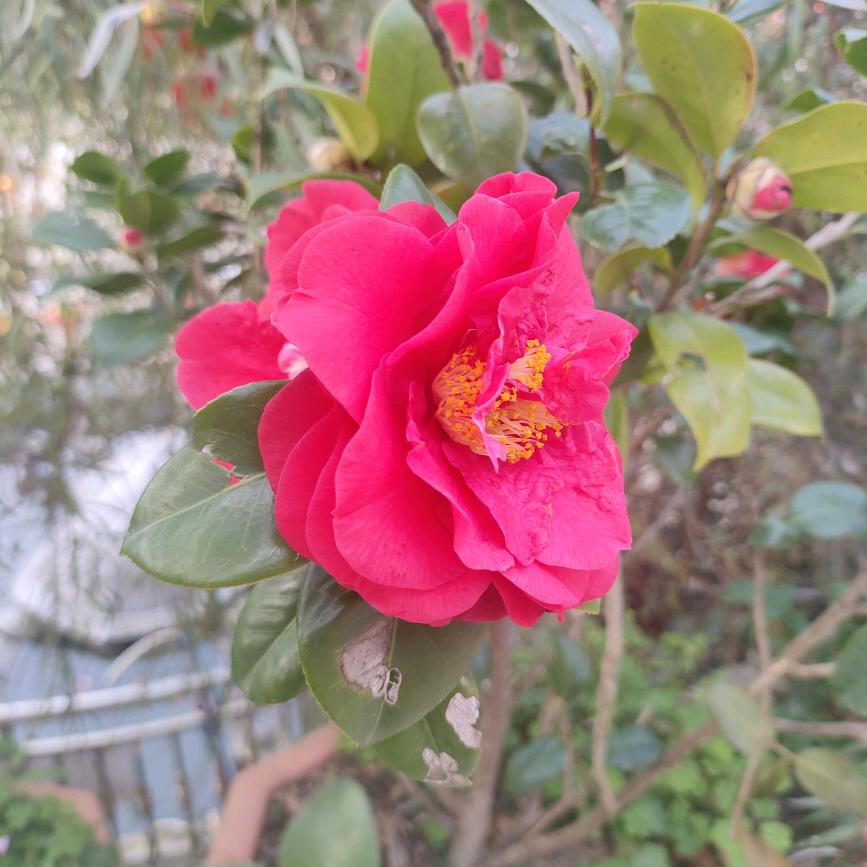 开心每一天🌹🌹🌹