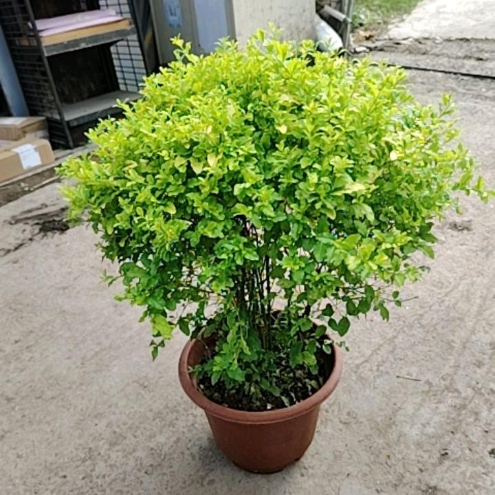 伊植园