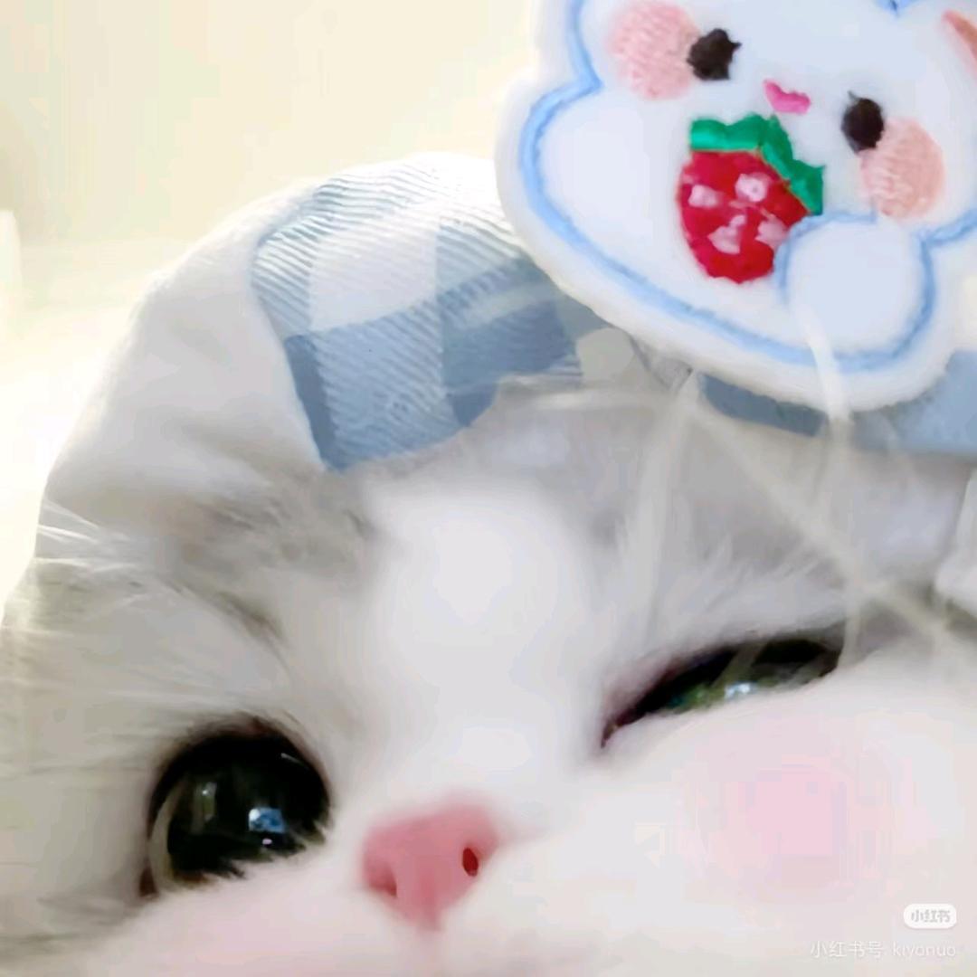 猫猫鱼୧⍤⃝🐟