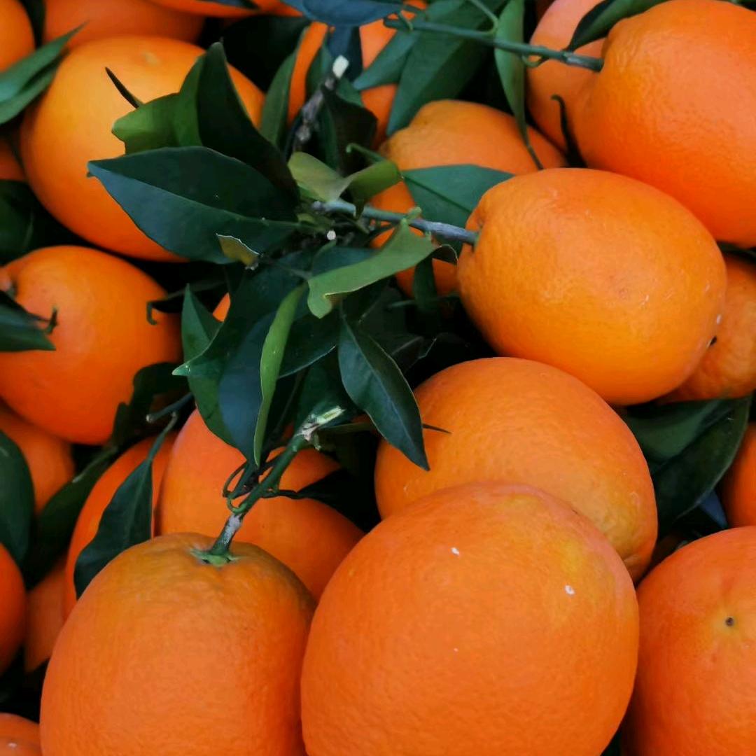 长富水果经营部（个体工商户）