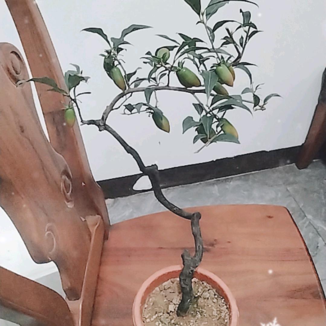 梦洁老鸦柿