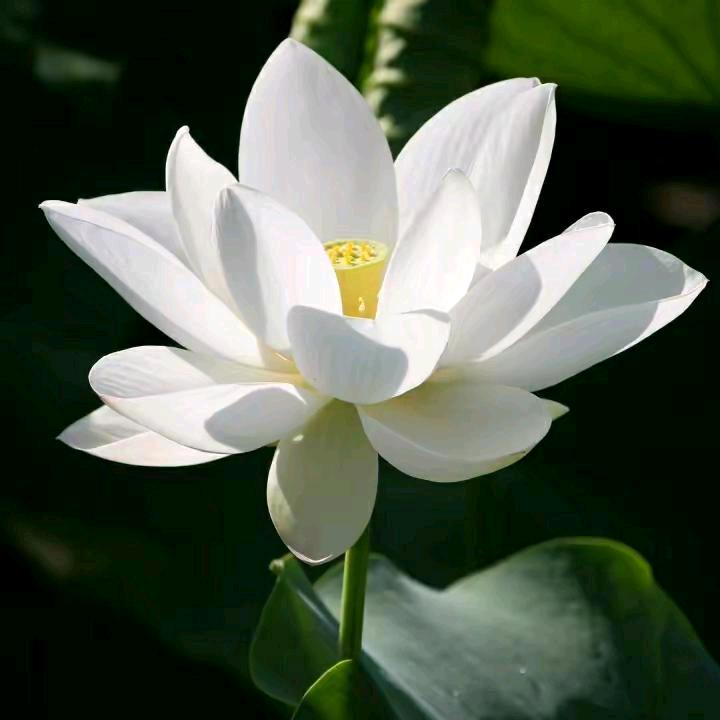 🌴🌺薄情的世界深情的活着🌺🌴