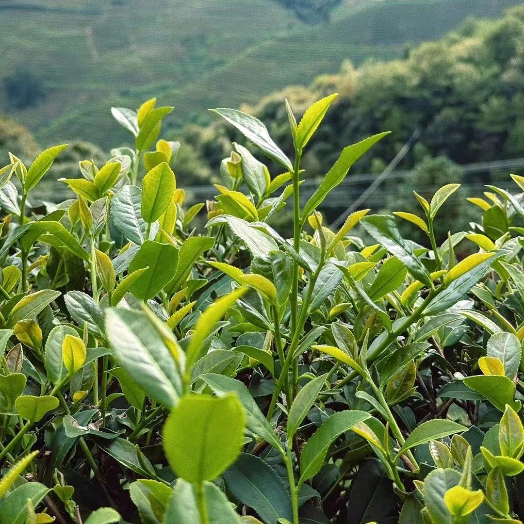茶叶🍵⁵⁰¹⁷