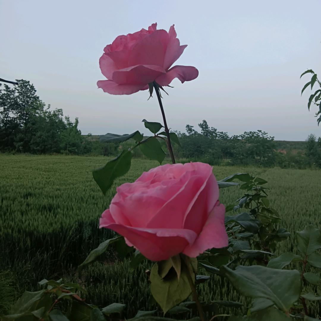 时尚生活精选小铺Veg