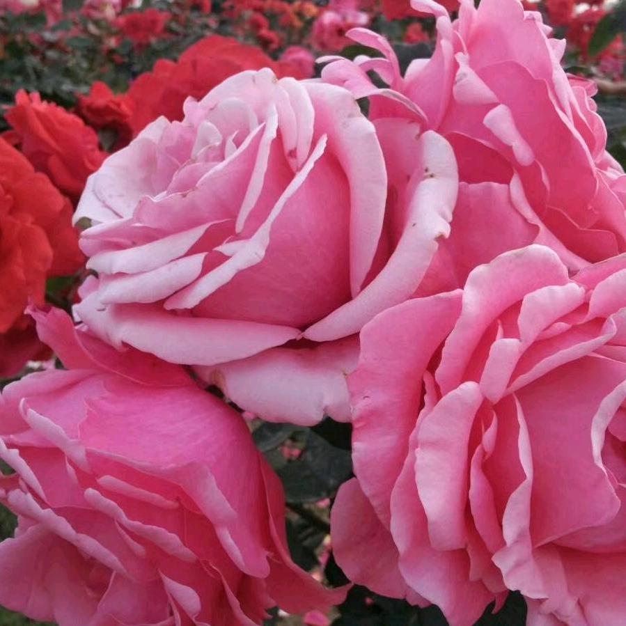 开心快乐每一天不要连续点赞