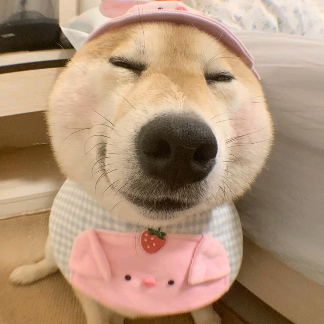 维尼是个熊