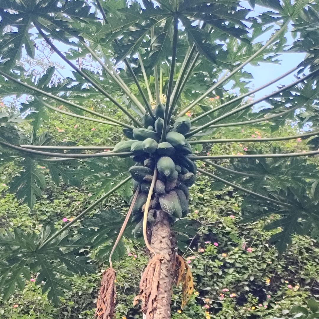 残局