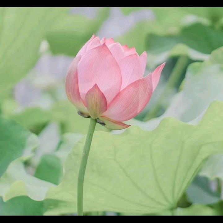陪莹