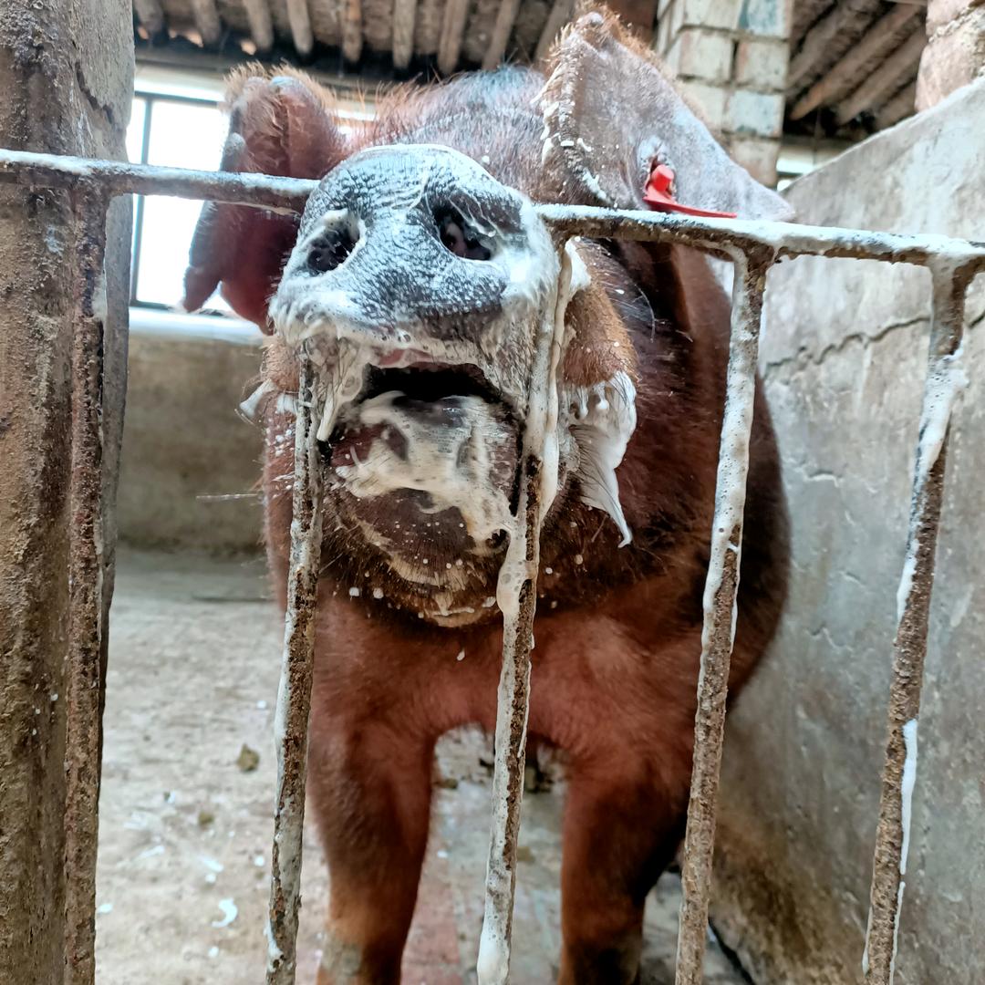 怀来大山里的公猪站