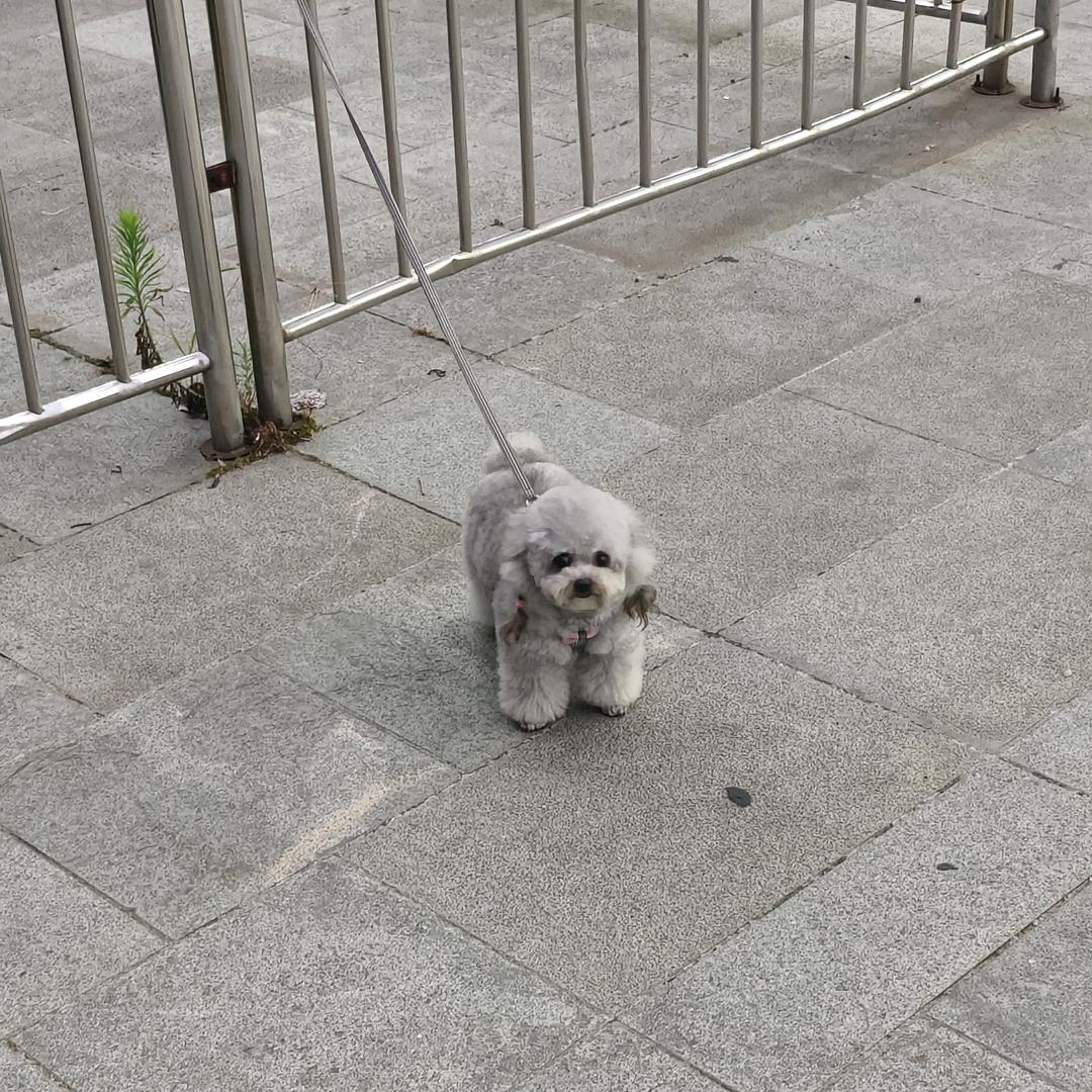 鼬爹(三角洲行动)