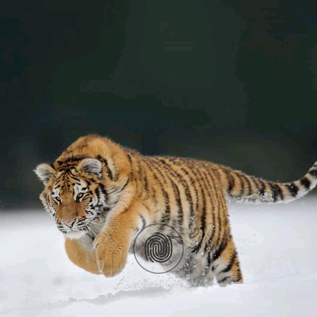 退网