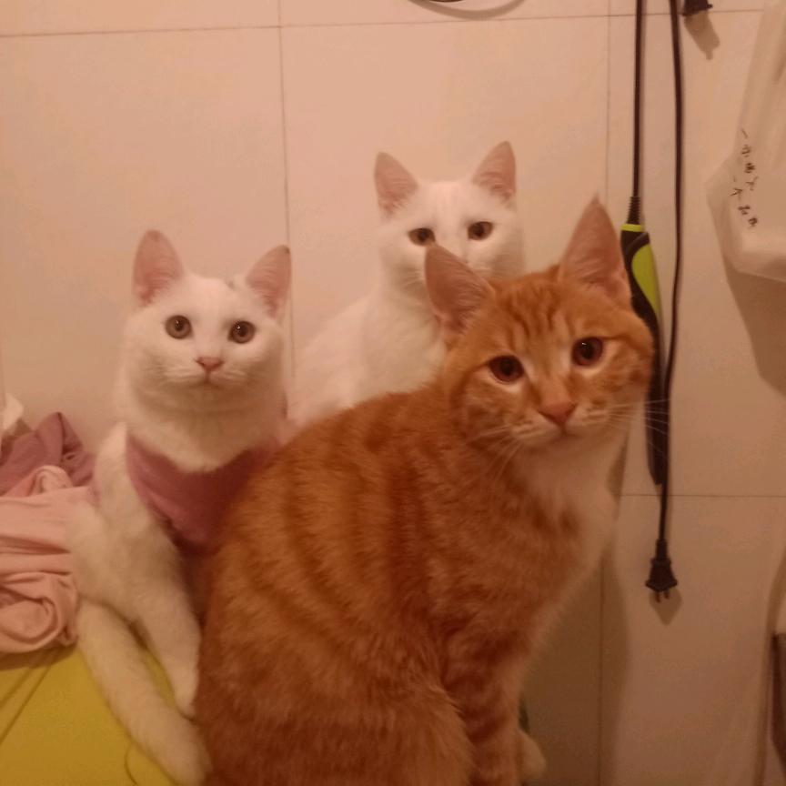 大美妞是只猫