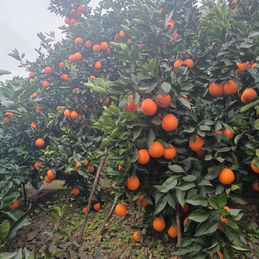 小二哥好